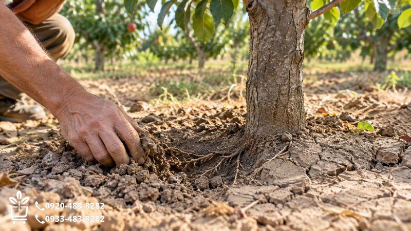 خاک روی زمین خشک است؛ یعنی ریشه هم تشنه مانده؟