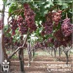 خرید نهال انگور کشمشی قرمز
