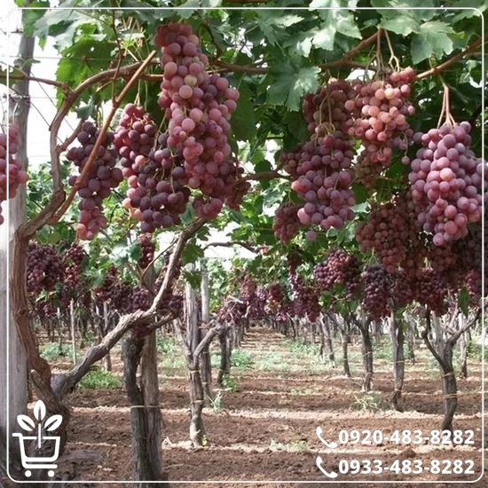 خرید نهال انگور کشمشی قرمز