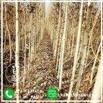 نهال صنوبر تبریزی