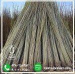 نهال صنوبر تبریزی - تصویر 2