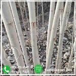 نهال صنوبر تبریزی - تصویر 3