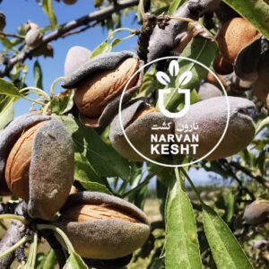 خرید نهال بادام آذر