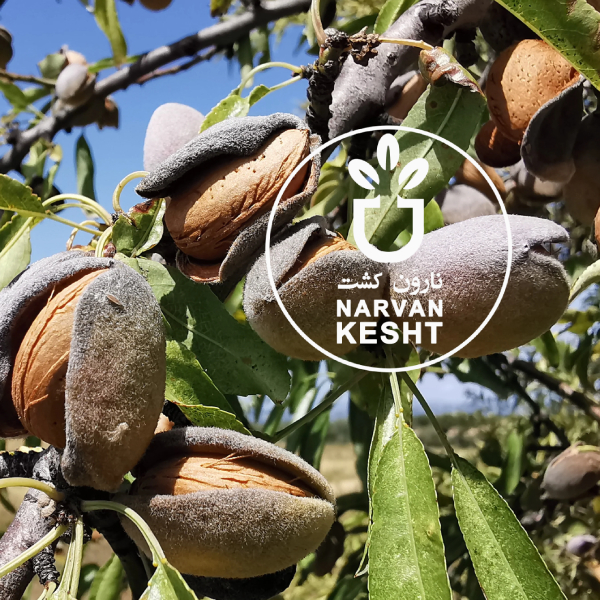 خرید نهال بادام آذر