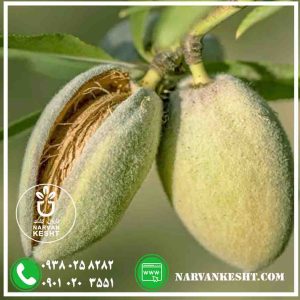 نهال بادام آذر