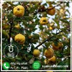 نهال به اصفهان - تصویر 2