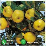 نهال به اصفهان