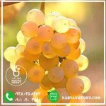 نهال انگور کشمشی