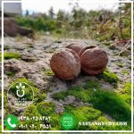 نهال گردو ژنوتیپ ناروَن