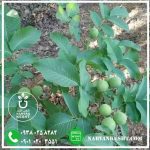 نهال گردو ژنوتیپ ناروَن - تصویر 3