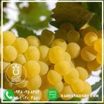 نهال انگور کشمشی - تصویر 2