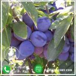 نهال آلو خرمایی - تصویر 3