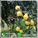 نهال به اصفهان - تصویر 3