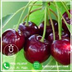 گیلاس تکدانه نارون کشت