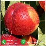 نهال شلیل مغان