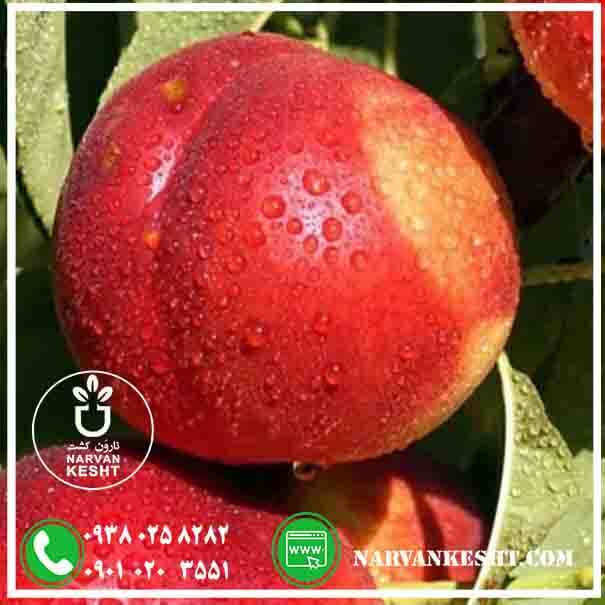 شلیل مغان نارون کشت نهال شلیل مغان - تصویر 1