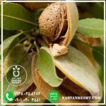 نهال بادام مامایی - تصویر 2