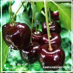 گیلاس تکدانه نارون کشت