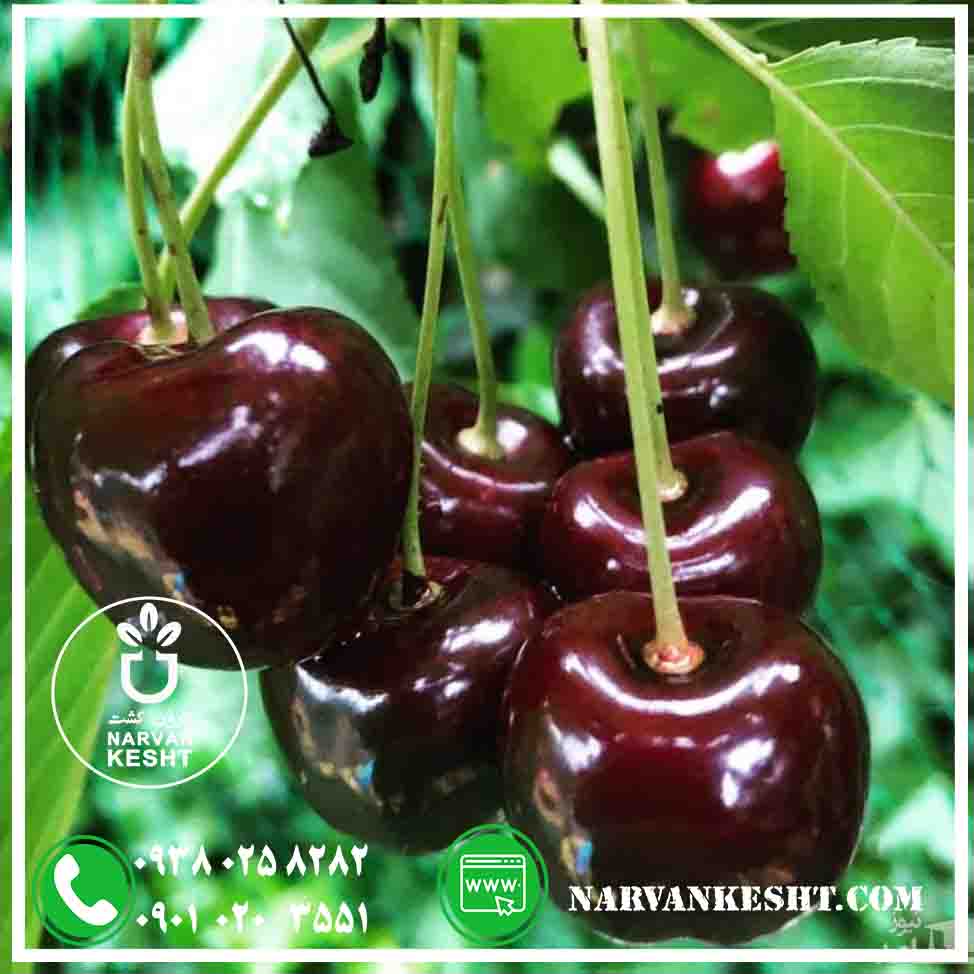 گیلاس تکدانه نارون کشت