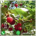 نهالستان نارون کشت