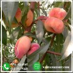 نهال هلو انجیری پلنگی - تصویر 2