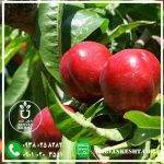 نهال شلیل مغان - تصویر 2