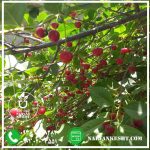 نهالستان نارون کشت