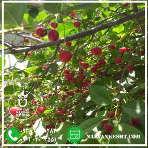 نهالستان نارون کشت