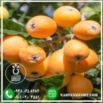 نهال ازگیل محلی - تصویر 2