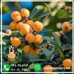 نهال ازگیل محلی