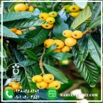 نهال ازگیل محلی - تصویر 3