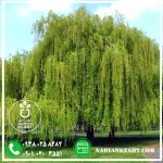 نهال بیدمجنون - تصویر 2