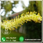 نهال بیدمجنون - تصویر 3