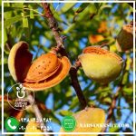 نهال بادام مامایی