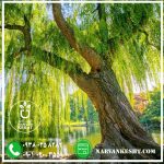 نهال بیدمجنون