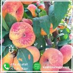 نهال هلو انجیری پلنگی