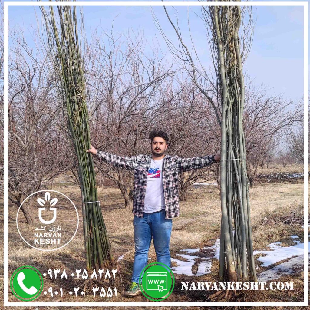 نهال صنوبر کبوده