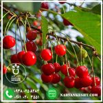 نهال آلبالو سیگانی - تصویر 2