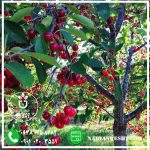 نهال آلبالو سیگانی