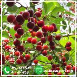 نهال آلبالو سیگانی - تصویر 3