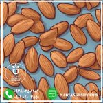 نهال بادام شمشیری - تصویر 2