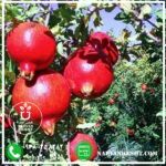 نهال انار سیاه نارون کشت