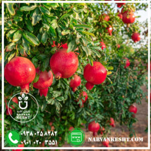 نهال های مناسب سردسیری