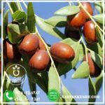 نهال عناب نارون