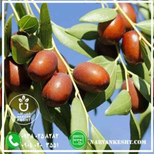 نهال عناب نارون