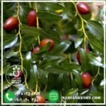 نهال عناب نارون