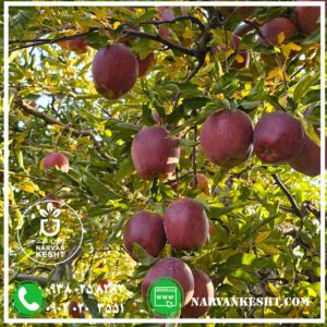 نهال سیب قرمز مراغه
