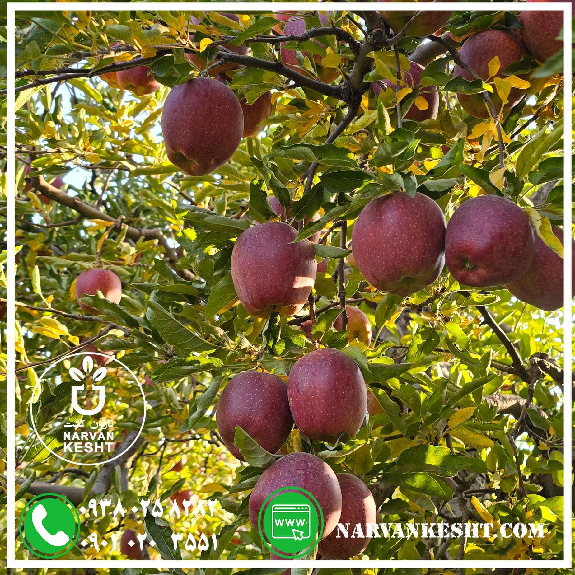 نهال سیب قرمز مراغه