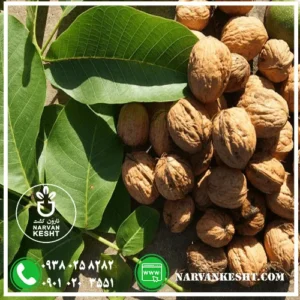 نهال فرانکت