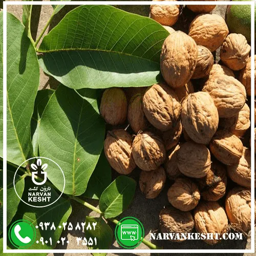 نهال فرانکت